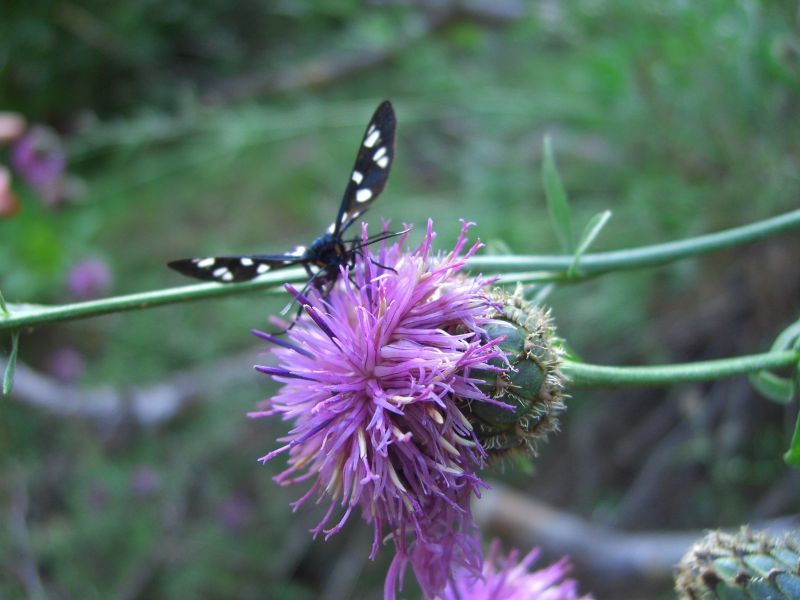 Schmetterling