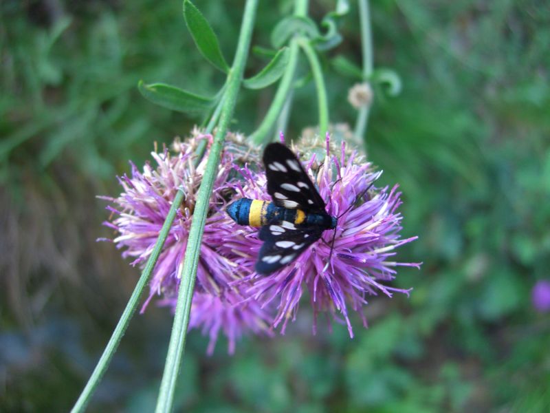 Schmetterling